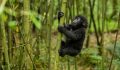 rwanda-richard-denyer-sabyinyo-gorilla.jpg